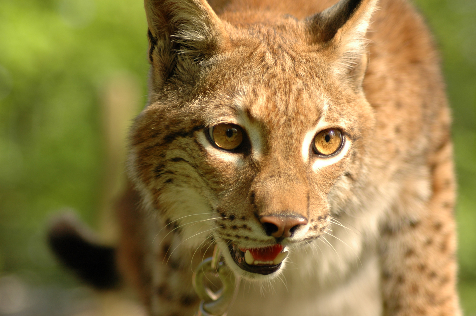 Luchs