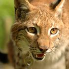 Luchs