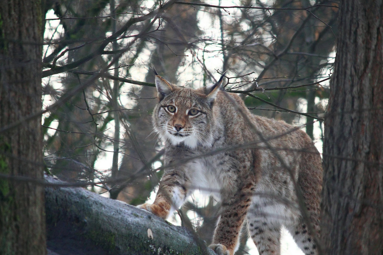 Luchs