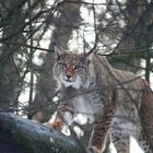 Luchs