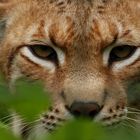 Luchs