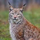 Luchs