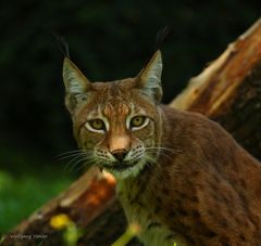 Luchs