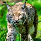 Luchs