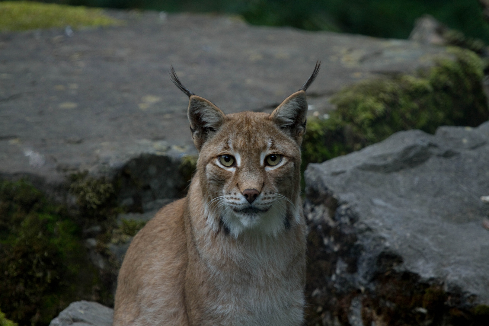 Luchs