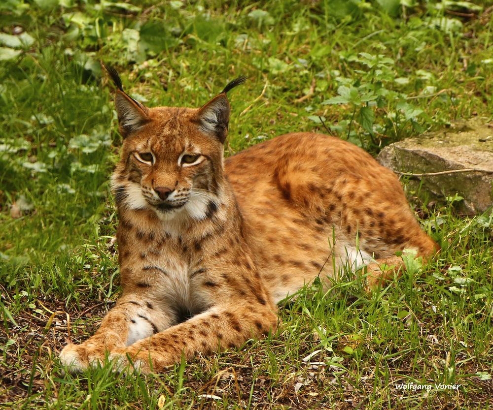 Luchs