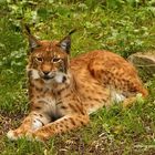 Luchs