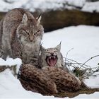 Luchs