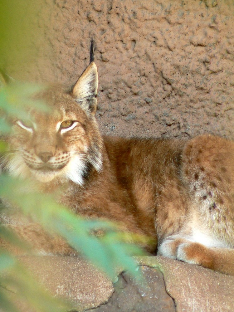 Luchs