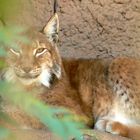 Luchs