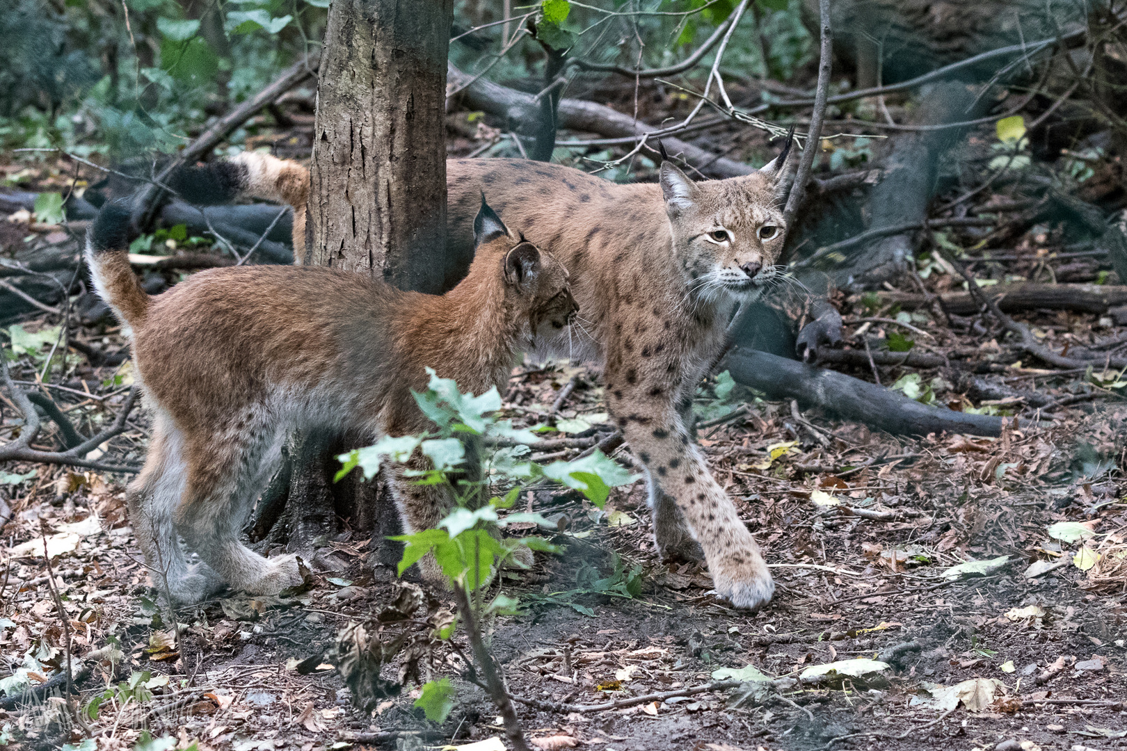 Luchs