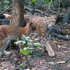 Luchs