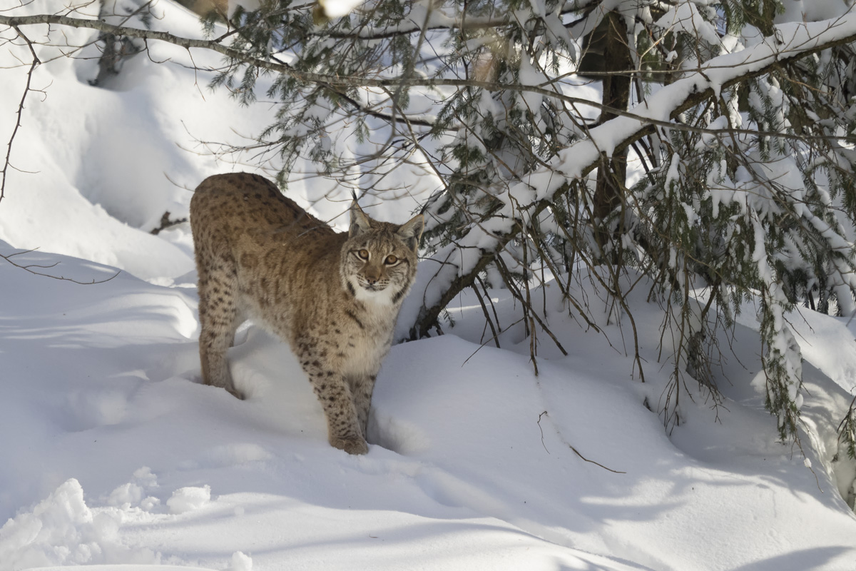 Luchs