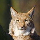 LUCHS