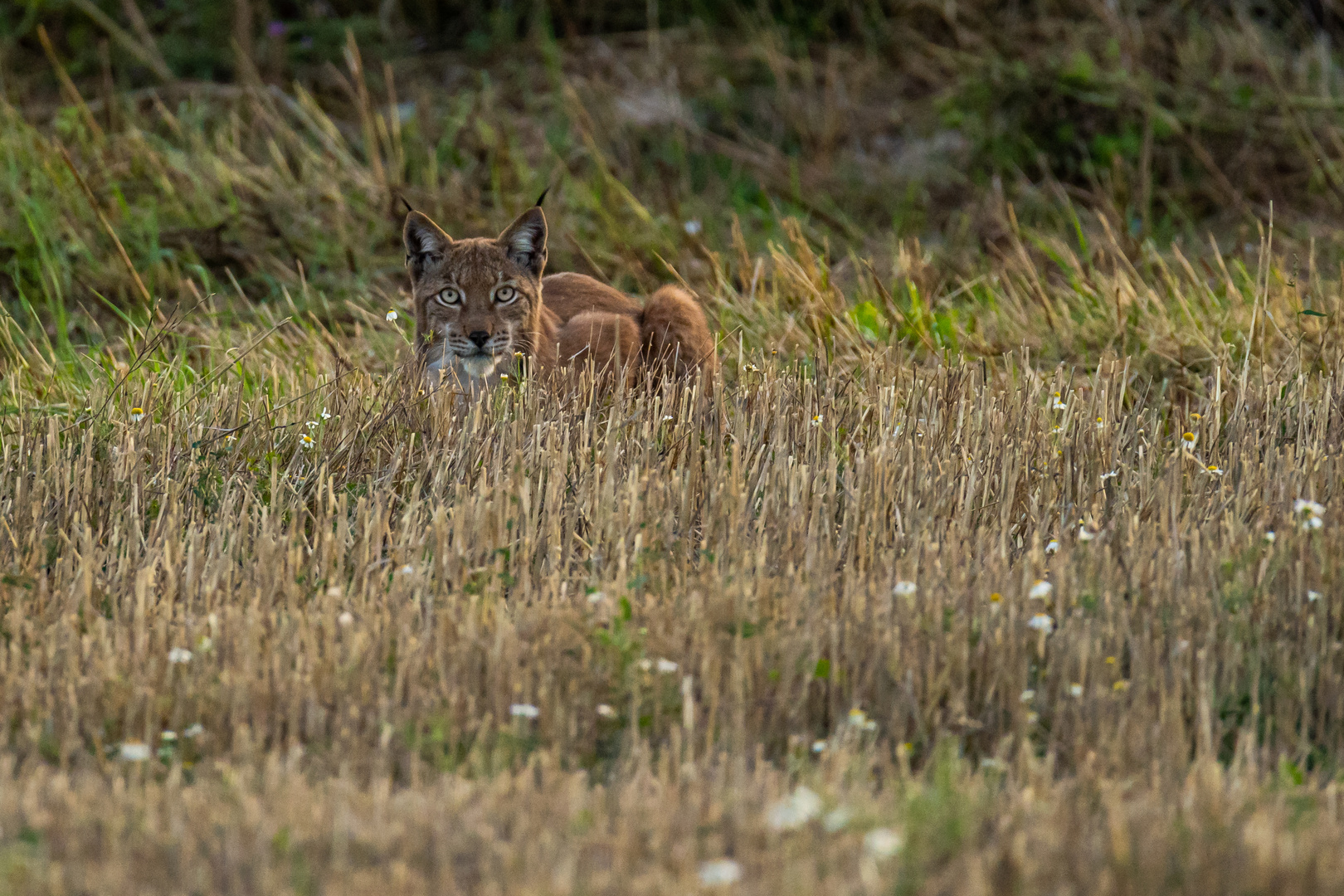 Luchs