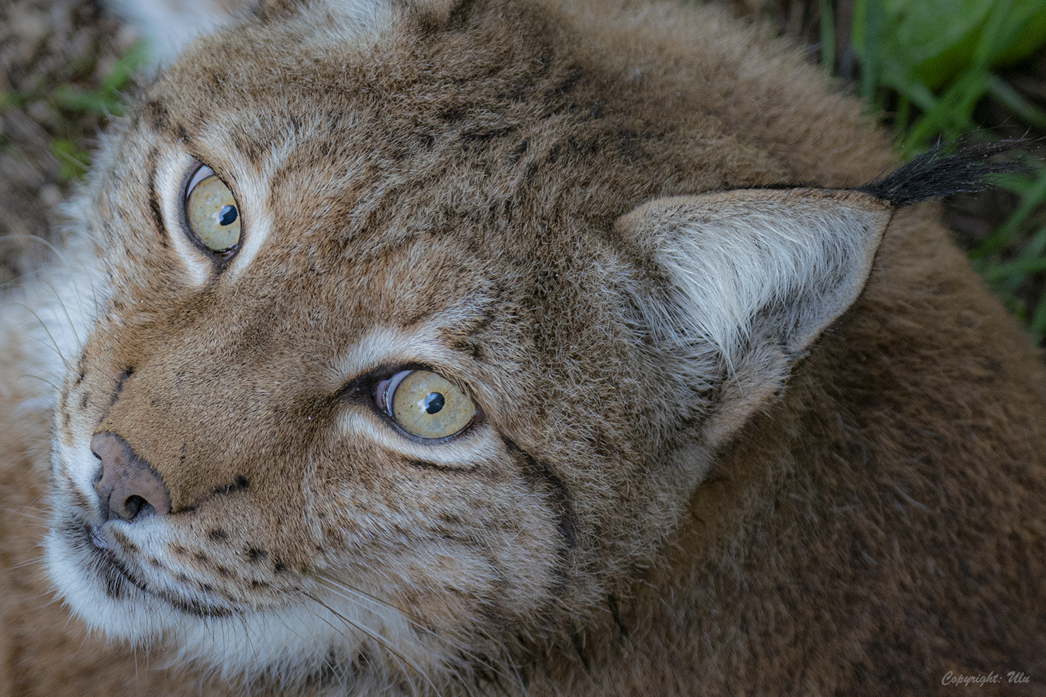 Luchs 