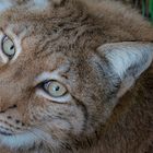 Luchs 