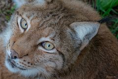 Luchs 