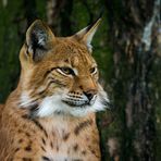 "Luchs"