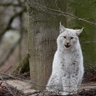 Luchs