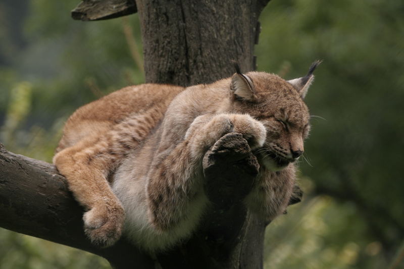 Luchs