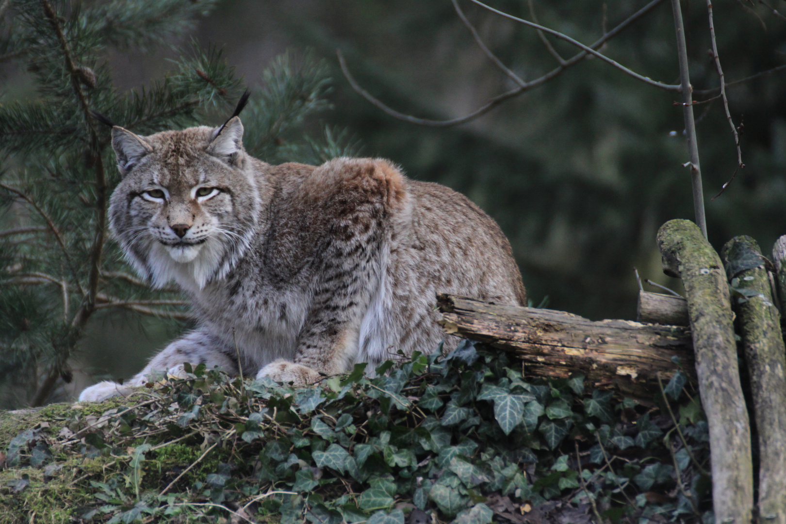 Luchs