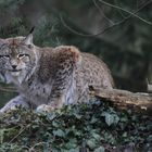 Luchs