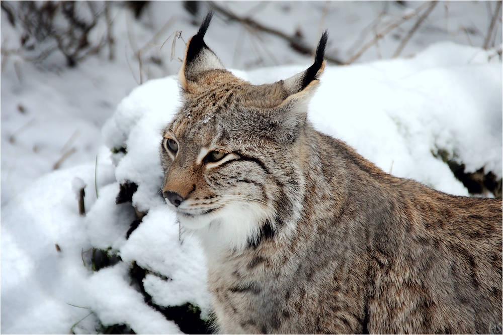 Luchs