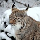 Luchs