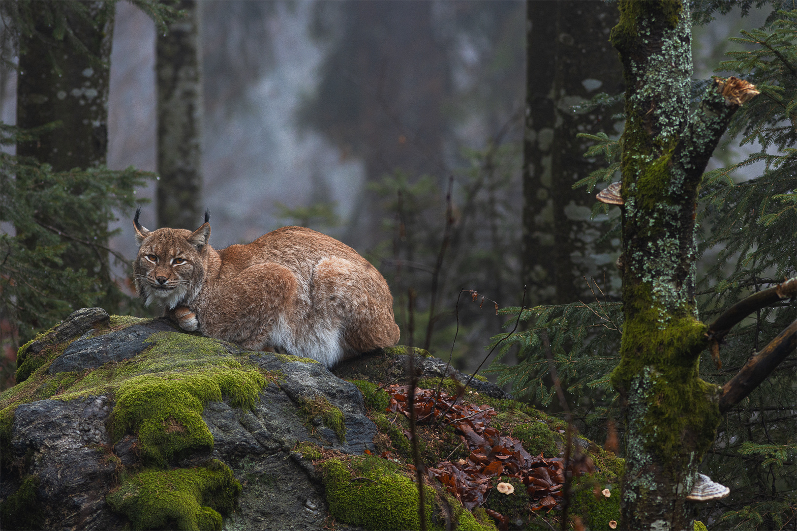 Luchs