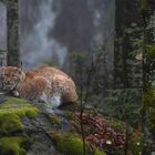 Luchs