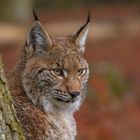 Luchs 