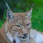 Luchs