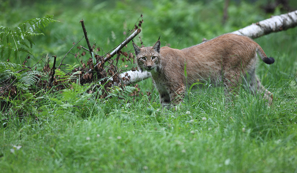 Luchs