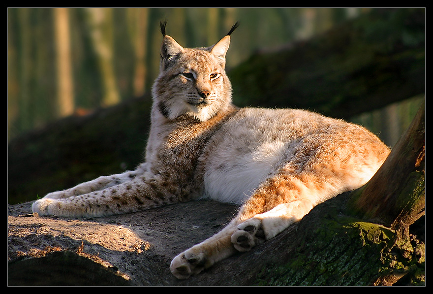 Luchs