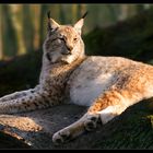 Luchs