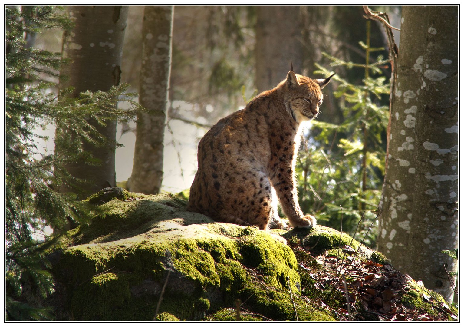 Luchs