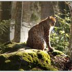 Luchs