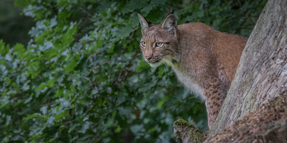 Luchs