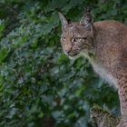 Luchs