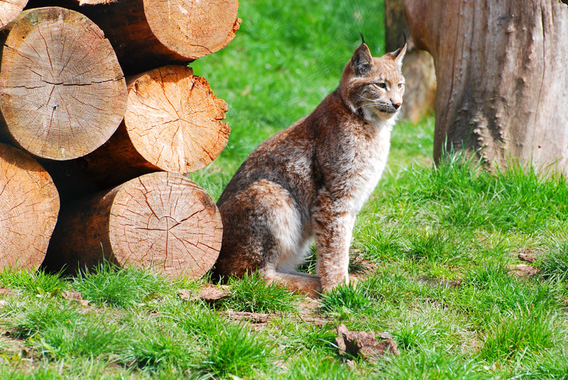 Luchs