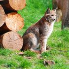 Luchs