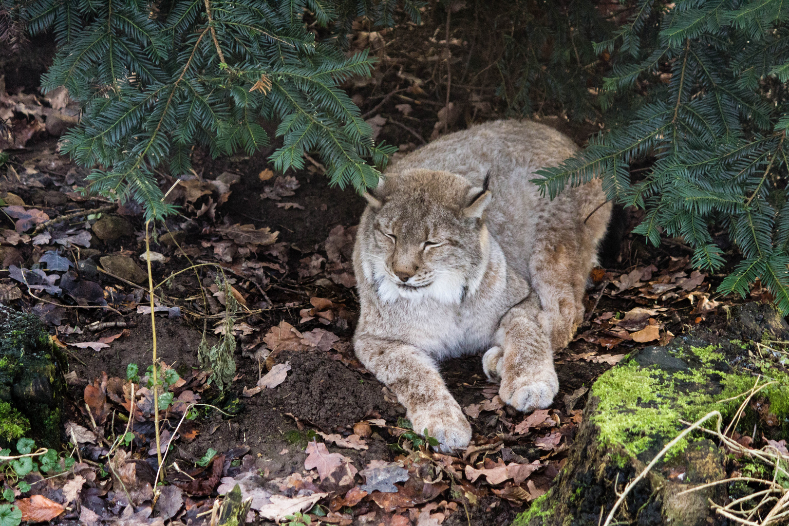 Luchs