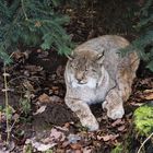 Luchs