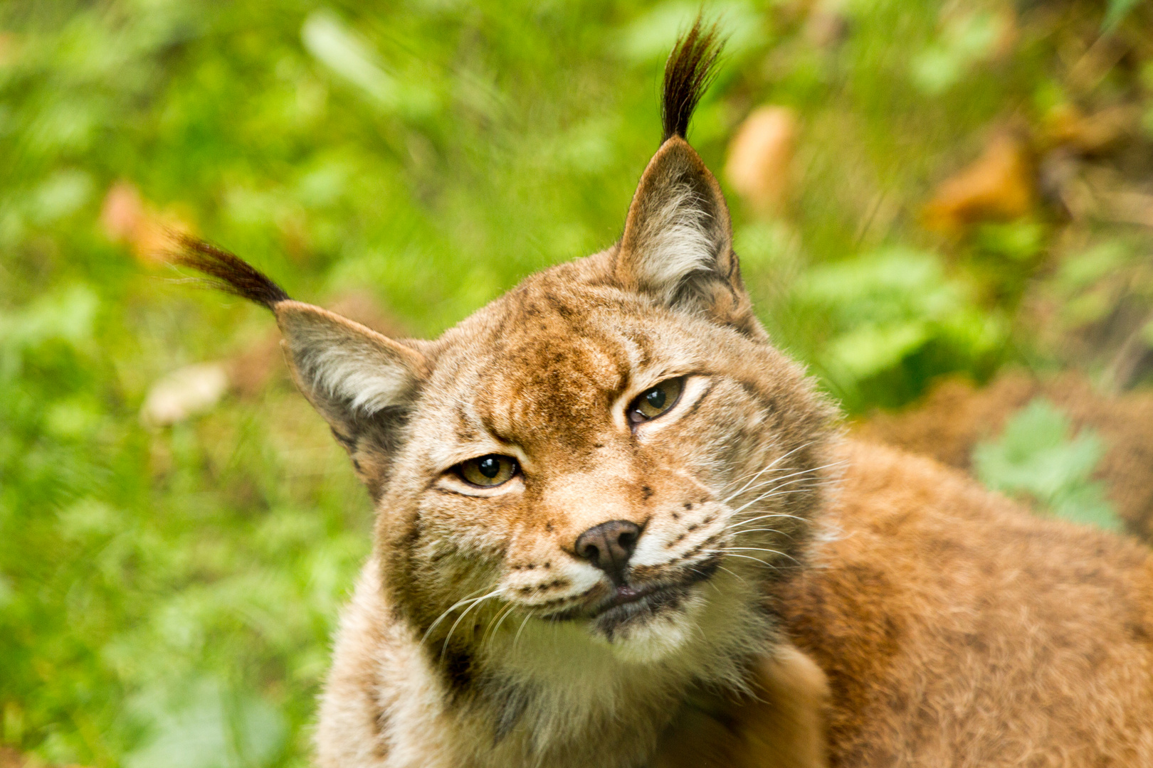 Luchs