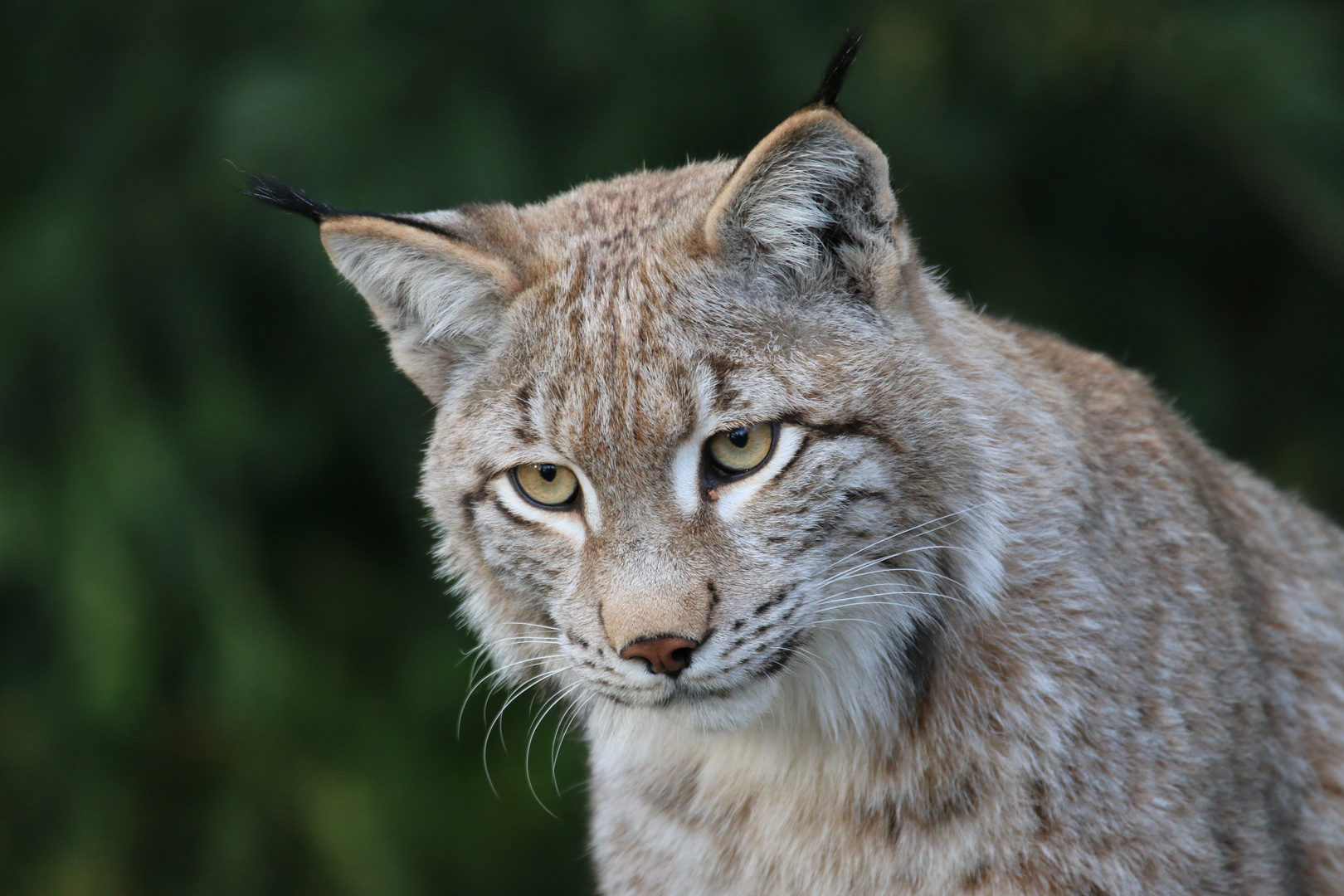 Luchs