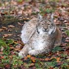 Luchs