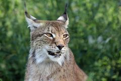 Luchs