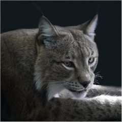 Luchs..