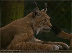 Luchs